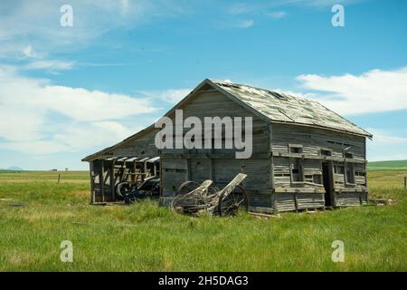 Casa abbandonata nel campo verde. Alberta meridionale, Canada. Foto Stock