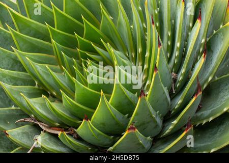 Foglie di un succulente che creano un effetto a spirale, close-up, cactus, texture Foto Stock