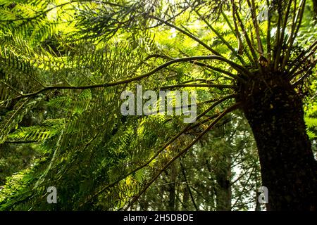 Sotto una grande felce di alberi forestali, l'Alsofila capensis, guardando verso l'alto la luce che filtra attraverso i grandi fonds verdi luminosi Foto Stock