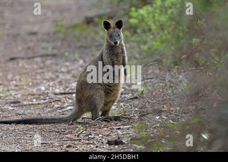 Un wild Swamp Wallaby (Wallabia bicolore) si trova su una pista boschoria nel NSW, Australia Foto Stock