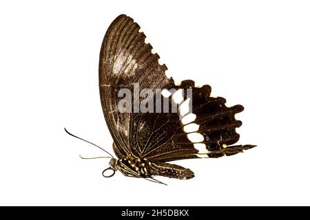 Farfalla marrone vista dal lato, isolato su sfondo bianco, concetto di natura Foto Stock