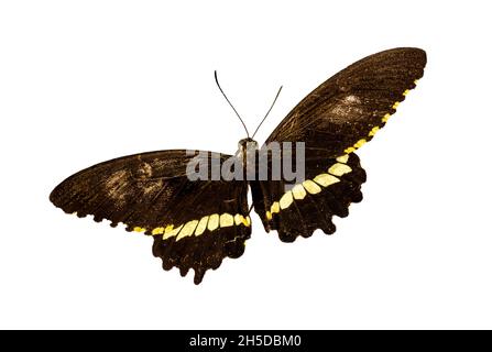 Farfalla marrone vista dall'alto, isolato su sfondo bianco, concetto di natura Foto Stock