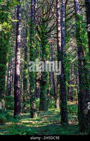 Pineta in montagna con alcuni luoghi di sole e piante che crescono sugli alberi Foto Stock