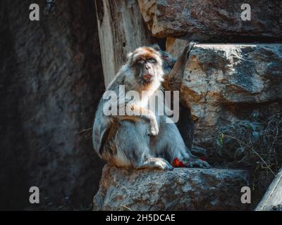 una vista fantastica su una scimmia incantevole Foto Stock