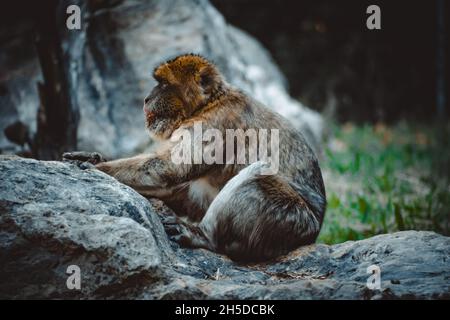 una vista fantastica su una scimmia incantevole Foto Stock