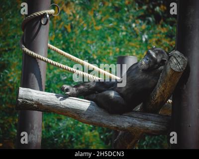 una vista fantastica su un bellissimo scimpanzé Foto Stock