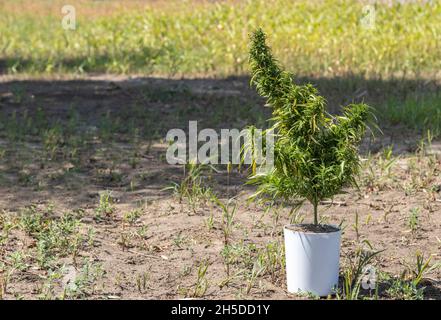 Un cespuglio di cannabis verde maturo che cresce in una pentola bianca. Vista laterale. Crescere all'aperto Foto Stock