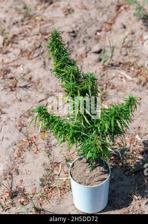 Un cespuglio di cannabis maturo in un vaso bianco si trova a terra. Crescere all'aperto Foto Stock