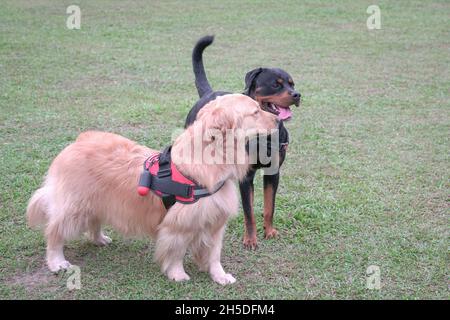 Due cani su un campo sportivo, fuoco selettivo sul Golden Retriever. Concetto di incontro con i cani e socializzazione. Foto Stock