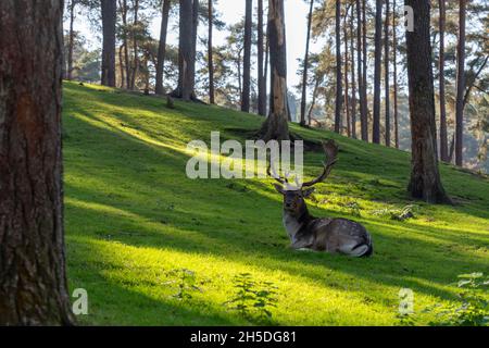 Cervi con grandi corna che giacciono nella foresta. Gioco di luci e ombre nella foresta. Foto Stock