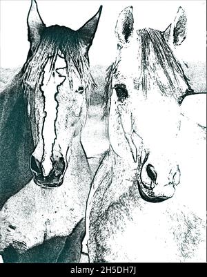 Ritratto con due bellissimi cavalli monocromatici Foto Stock