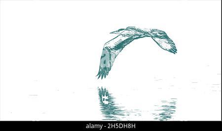 Primo piano di un airone grigio in volo Foto Stock