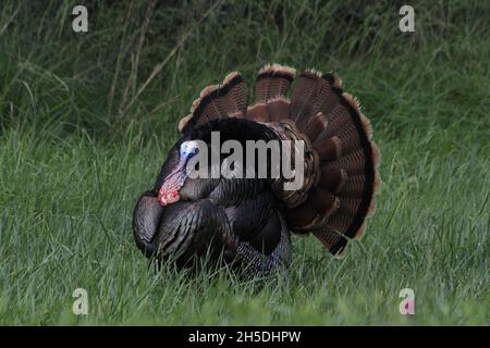 Un Kansas Tom Turkey che si stringe per Hen Turkeys davanti a lui che è luminoso e colorato. Foto Stock