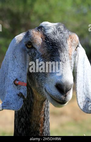 Il ritratto di Kansas Goat ha girato primo piano con un albero verde sullo sfondo che è luminoso e colorato Foto Stock