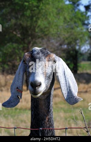 Il ritratto di Kansas Goat ha girato primo piano con un albero verde sullo sfondo che è luminoso e colorato Foto Stock