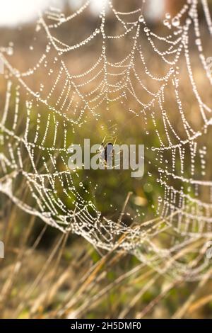 Ragnatela di caduta ragno. Sfondo autunnale naturale verticale. Un piccolo ragno marrone nella luminosa luce del mattino. I dewdrops rotondi luminosi brillano al sole. Beau Foto Stock