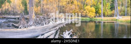 Ampia vista di Rush Creek e degli aspen durante una ventosa mattinata autunnale, June Lake Loop, Inyo National Forest, California, Stati Uniti. Foto Stock