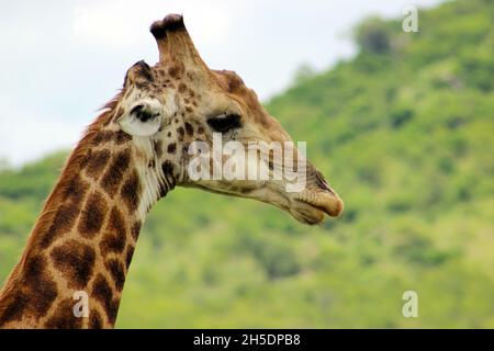 Primo piano di una giraffa del Capo (Giraffa camelopardalis giraffa) ai piedi dei Monti Lebombo, Parco Nazionale Kruger, Sudafrica Foto Stock