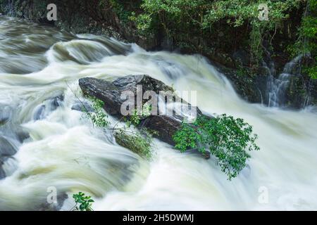 Rampicante Freshwater Creek nella foresta pluviale tropicale ambientazione durante la stagione umida a Crystal Cascades, Cairns, Wet Tropics, far North Queensland, FNQ, Aust Foto Stock