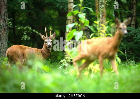 Rut, capriolo stagione rutting, capriolo Capreolus, animali domestici, casa di gioco, roebuck Kapitaler, natura, animale zoccolato, capriolo, capriolo, roebuck, r Foto Stock