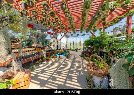Passerella con piante in vaso su rastrelliere sotto il tetto rosso di pergola con piante succulente appese Foto Stock