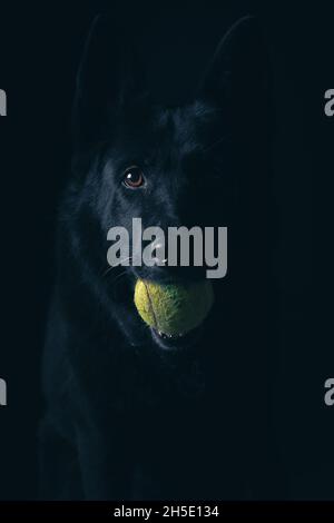 Cane nero con palla da tennis Foto Stock