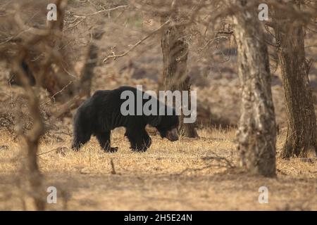 Bellissimo e molto raro orso sloth nell'habitat naturale in India Foto Stock