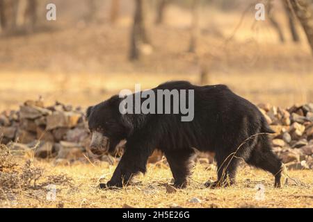 Bellissimo e molto raro orso sloth nell'habitat naturale in India Foto Stock