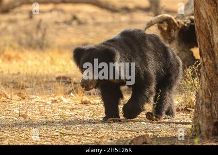 Bellissimo e molto raro orso sloth nell'habitat naturale in India Foto Stock