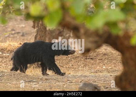 Bellissimo e molto raro orso sloth nell'habitat naturale in India Foto Stock