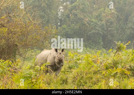 Rhinoceros indiano in pericolo veramente grande maschio nel habitat naturale del parco nazionale Kaziranga in India Foto Stock