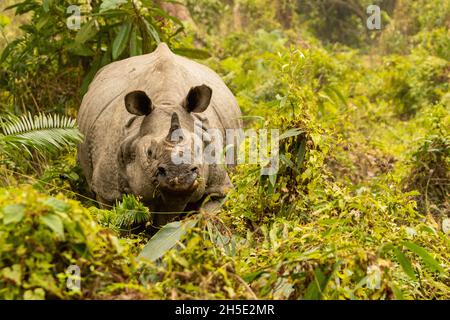 Rhinoceros indiano in pericolo veramente grande maschio nel habitat naturale del parco nazionale Kaziranga in India Foto Stock