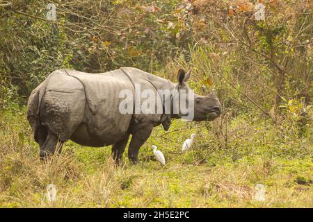 Rhinoceros indiano in pericolo veramente grande maschio nel habitat naturale del parco nazionale Kaziranga in India Foto Stock