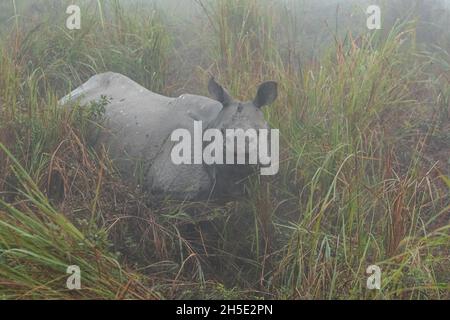 Rhinoceros indiano in pericolo veramente grande maschio nel habitat naturale del parco nazionale Kaziranga in India Foto Stock