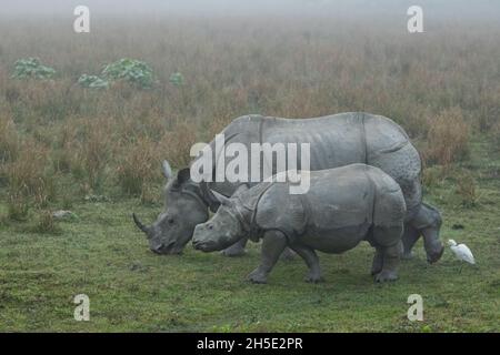 Rhinoceros indiano in pericolo veramente grande maschio nel habitat naturale del parco nazionale Kaziranga in India Foto Stock