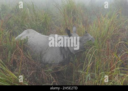 Rhinoceros indiano in pericolo veramente grande maschio nel habitat naturale del parco nazionale Kaziranga in India Foto Stock