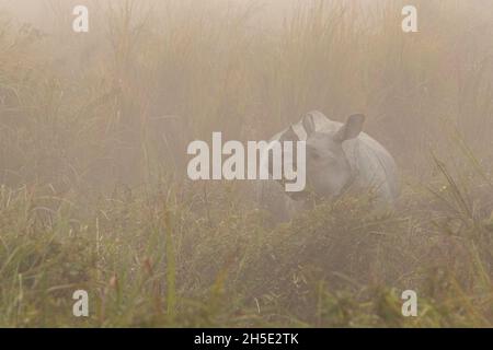 Rhinoceros indiano in pericolo veramente grande maschio nel habitat naturale del parco nazionale Kaziranga in India Foto Stock