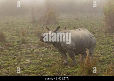 Rhinoceros indiano in pericolo veramente grande maschio nel habitat naturale del parco nazionale Kaziranga in India Foto Stock