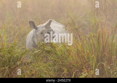 Rhinoceros indiano in pericolo veramente grande maschio nel habitat naturale del parco nazionale Kaziranga in India Foto Stock