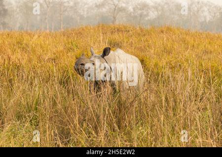 Rhinoceros indiano in pericolo veramente grande maschio nel habitat naturale del parco nazionale Kaziranga in India Foto Stock