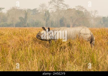 Rhinoceros indiano in pericolo veramente grande maschio nel habitat naturale del parco nazionale Kaziranga in India Foto Stock