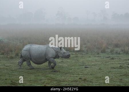 Rhinoceros indiano in pericolo veramente grande maschio nel habitat naturale del parco nazionale Kaziranga in India Foto Stock