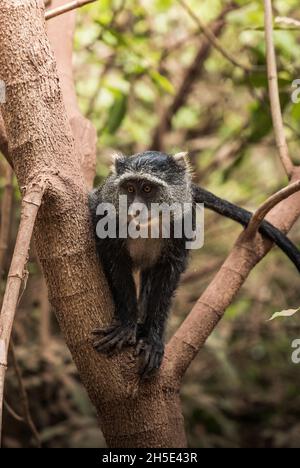 Ritratto di scimmia blu su un albero, Lago Manyara, Tanzania Foto Stock