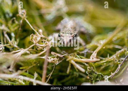 Una piccola rana o froglet, rana dipinta, Discoglossus pictus, appoggiata su piccoli pezzetti di erba. Foto Stock