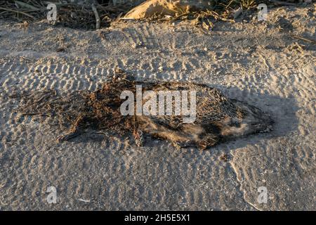 Impatto umano sulla natura, hedgehog algerino adulto, hedgehog nordafricano, Atelerix algirus, roadkill Foto Stock