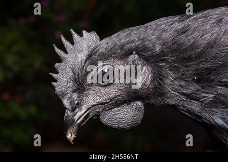 Primo piano di pollo nero su sfondo scuro Foto Stock