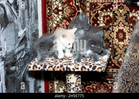 quattro bei gattini su un posto graffiante, su uno sfondo tappeto, il tema dei gatti domestici e gattini Foto Stock