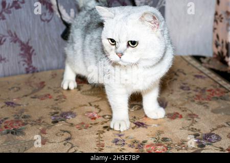 Chinchilla d'argento scozzese sul tavolo, il tema dei gatti domestici Foto Stock