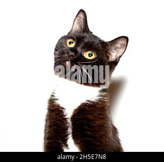 Ritratto di un isolato gattino scozzese su sfondo bianco, gatti domestici a tema e gattini Foto Stock