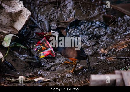 Primo piano di un uccello di gallina bianco-breasted Foto Stock